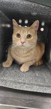 Sir Peaches -  Domestic Short Hair Cat for Adoption in Athens, Tennessee - Sir Peaches | PetCurious