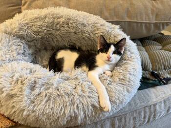 Mazzi -  Domestic Short Hair Cat for Adoption in Woodinville, Washington - Mazzi | PetCurious