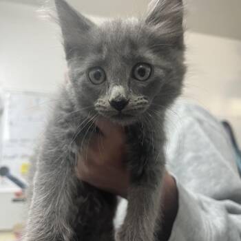 Domestic Short Hair Cats Available for Adoption in Richmond, California - DRIFT | PetCurious