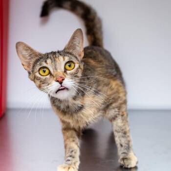 Iris -  Domestic Short Hair Cat for Adoption in Hattiesburg, Mississippi - Iris | PetCurious