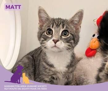 Rescue Domestic Short Hair Cats for Adoption in Eighty Four, Pennsylvania - Matt | PetCurious