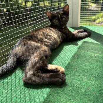 Delikat -  Domestic Short Hair Cat for Adoption in Fredericksburg, Virginia - Delikat | PetCurious