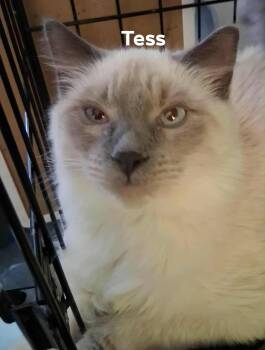 Domestic Long Hair Cats Available for Adoption in Nucla, Colorado - Tess (Toots) | PetCurious