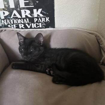 Muffin w/ Bundt - In Foster! -  Domestic Short Hair Cat for Adoption in Flagstaff, Arizona - Muffin W/ Bundt - In Foster! | PetCurious