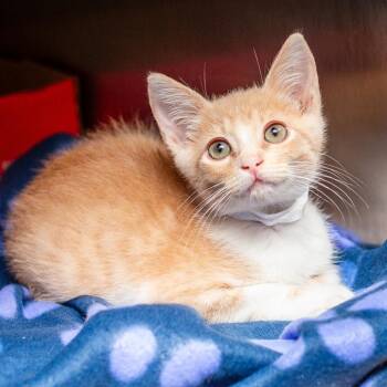 Remi -  Domestic Short Hair Cat for Adoption in Hattiesburg, Mississippi - Remi | PetCurious