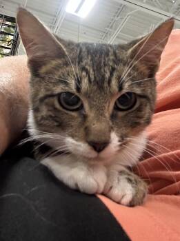 Rescue Tabby Cats for Adoption in Oriental, North Carolina - Liam | PetCurious