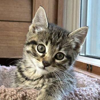 Harris -  Domestic Short Hair Cat for Adoption in Cumming, Georgia - Harris | PetCurious