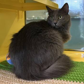 Fava Jabba -  Domestic Medium Hair Cat for Adoption in Abilene, Texas - Fava Jabba | PetCurious