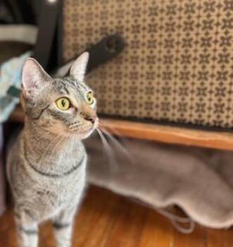 Rescue Domestic Short Hair Cats for Adoption in New York, New York - Lillian/Shirley | PetCurious