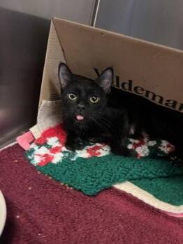 Sapphire (Nyla) -  Domestic Short Hair Cat for Adoption in West Chester, Pennsylvania - Sapphire (Nyla) | PetCurious