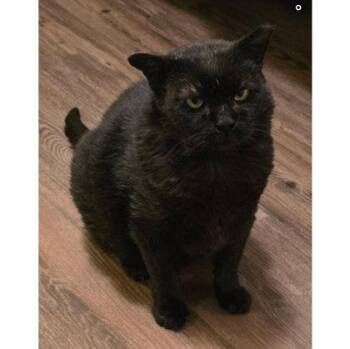 Night Gibbs - FIV+ -  Domestic Short Hair Cat for Adoption in Hudson, Massachusetts - Night Gibbs - FIV+ | PetCurious