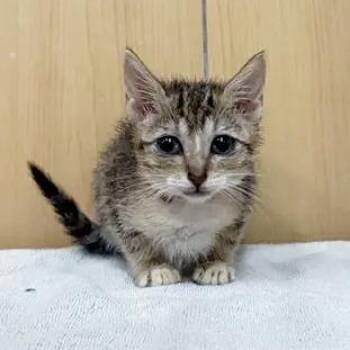 Beth -  Domestic Short Hair Cat for Adoption in Brentwood, Missouri - Beth | PetCurious