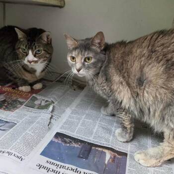Lucy -  Domestic Short Hair Cat for Adoption in Huntsville, Alabama - Lucy | PetCurious