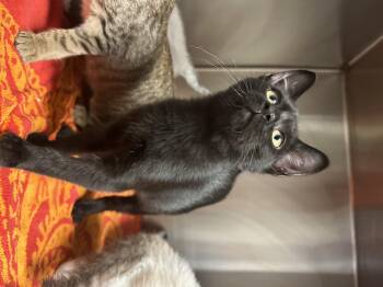Hubert Cumberdale -  Domestic Short Hair Cat for Adoption in Grand Rapids, Michigan - Hubert Cumberdale | PetCurious