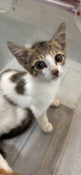 Rescue Domestic Short Hair Cats for Adoption in Honolulu, Hawaii - 59638416 | PetCurious