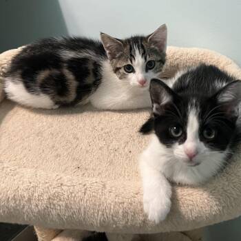 Domestic Short Hair Cats Available for Adoption - Jessica | PetCurious