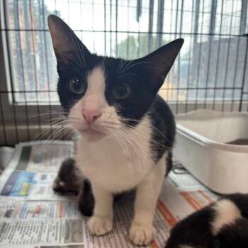 Arwyn -  Domestic Short Hair Cat for Adoption in San Antonio, Texas - Arwyn | PetCurious