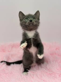 Error 404 -  Domestic Medium Hair Cat for Adoption in Covington, Louisiana - Error 404 | PetCurious