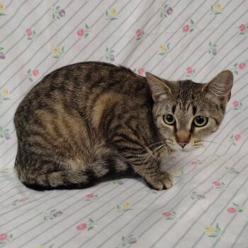 Whitney -  Domestic Short Hair Cat for Adoption in Coos Bay, Oregon - Whitney | PetCurious