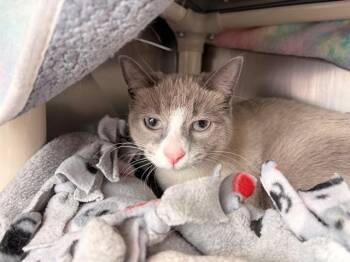 Siamese Cats Available for Adoption - ADORE | PetCurious