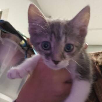 Rescue Domestic Medium Hair Cats for Adoption in North Myrtle Beach, South Carolina - Xana | PetCurious