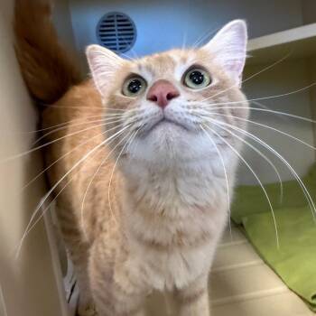 Mulan -  Domestic Short Hair Cat for Adoption in Cody, Wyoming - Mulan | PetCurious
