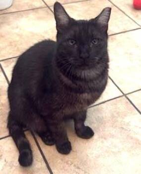 Baby Shrimp -  Domestic Short Hair Cat for Adoption in Chandler, Arizona - Baby Shrimp | PetCurious