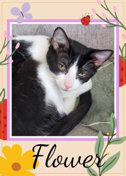 Domestic Short Hair Cats Available for Adoption in Valley City, North Dakota - Flower | PetCurious