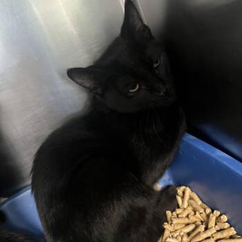 Vapor -  Domestic Short Hair Cat for Adoption in Flagstaff, Arizona - Vapor | PetCurious