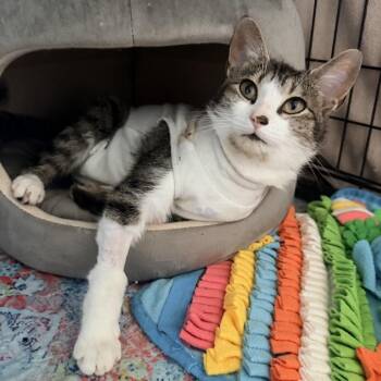 Jade -  Domestic Short Hair Cat for Adoption in Winchester, Virginia - Jade | PetCurious
