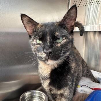 Tortellini -  Domestic Short Hair Cat for Adoption in Sarasota, Florida - Tortellini | PetCurious