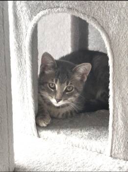 Mint -  Domestic Short Hair Cat for Adoption in Troy, Michigan - Mint | PetCurious