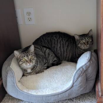 Domestic Short Hair Cats Available for Adoption in Stokesdale, North Carolina - Daisy And Peach | PetCurious