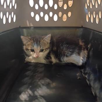 DJ -  Domestic Short Hair Cat for Adoption in Lynchburg, Virginia - DJ | PetCurious