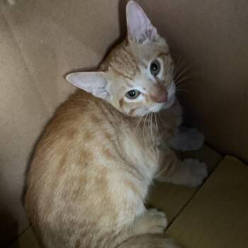 Paul -  Domestic Short Hair Cat for Adoption in Pasadena, California - Paul | PetCurious