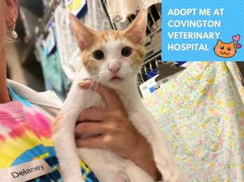 B DUB -  Domestic Short Hair Cat for Adoption in Fort Wayne, Indiana - B DUB | PetCurious