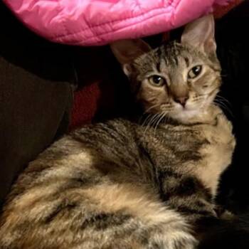 Domestic Short Hair Cats Available for Adoption in Atlanta, Georgia - Maple | PetCurious