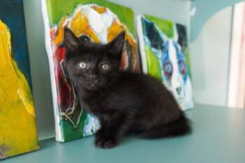Dr. Pepper -  Domestic Short Hair Cat for Adoption in San Antonio, Texas - Dr. Pepper | PetCurious