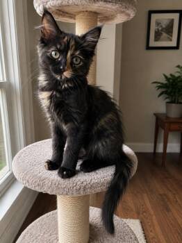 Margarita -  Domestic Short Hair and Maine Coon Cat for Adoption in Calimesa, California - Margarita | PetCurious