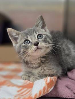 Ollie -  Domestic Short Hair Cat for Adoption in Westland, Michigan - Ollie | PetCurious