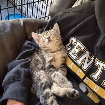 Domestic Short Hair Cats Available for Adoption in Evansville, Indiana - Celeste | PetCurious