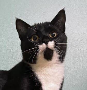 Rescue Domestic Short Hair Cats for Adoption in Amery, Wisconsin - Pedro | PetCurious