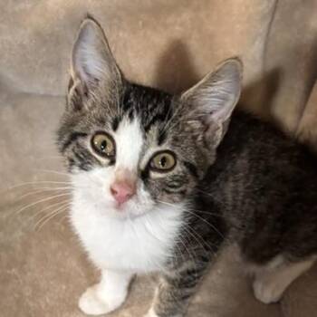 Paloma -  Domestic Short Hair Cat for Adoption in Knoxville, Tennessee - Paloma | PetCurious