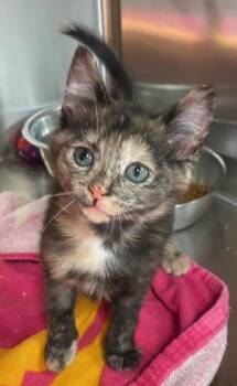 Snuggles -  Domestic Short Hair Cat for Adoption in Houghton Lake, Michigan - Snuggles | PetCurious