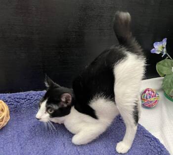 Kit -  American Bobtail and Domestic Short Hair Cat for Adoption in Fayetteville, Georgia - Kit | PetCurious