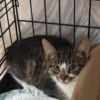 Bobby the Bob Tail -  Domestic Short Hair Cat for Adoption in Winchester, Virginia - Bobby The Bob Tail | PetCurious