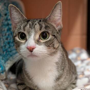 Honey -  Domestic Short Hair Cat for Adoption in South Burlington, Vermont - Honey | PetCurious