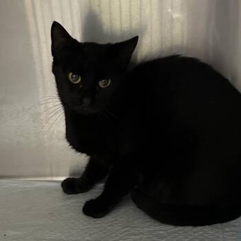 Frances -  Domestic Short Hair Cat for Adoption in Corbin, Kentucky - Frances | PetCurious