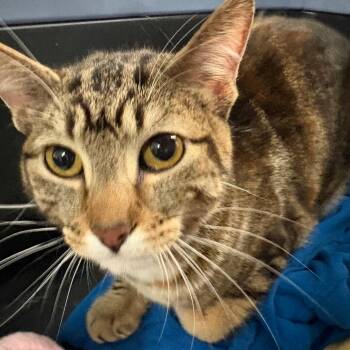 Domestic Short Hair Cats Available for Adoption in Manhattan, Kansas - Moxie | PetCurious