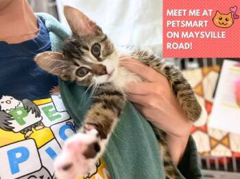 OPHELIA -  Domestic Short Hair Cat Available for Adoption in Fort Wayne, Indiana - OPHELIA | PetCurious